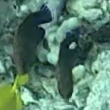 Chromis verater, 2026-03-07
