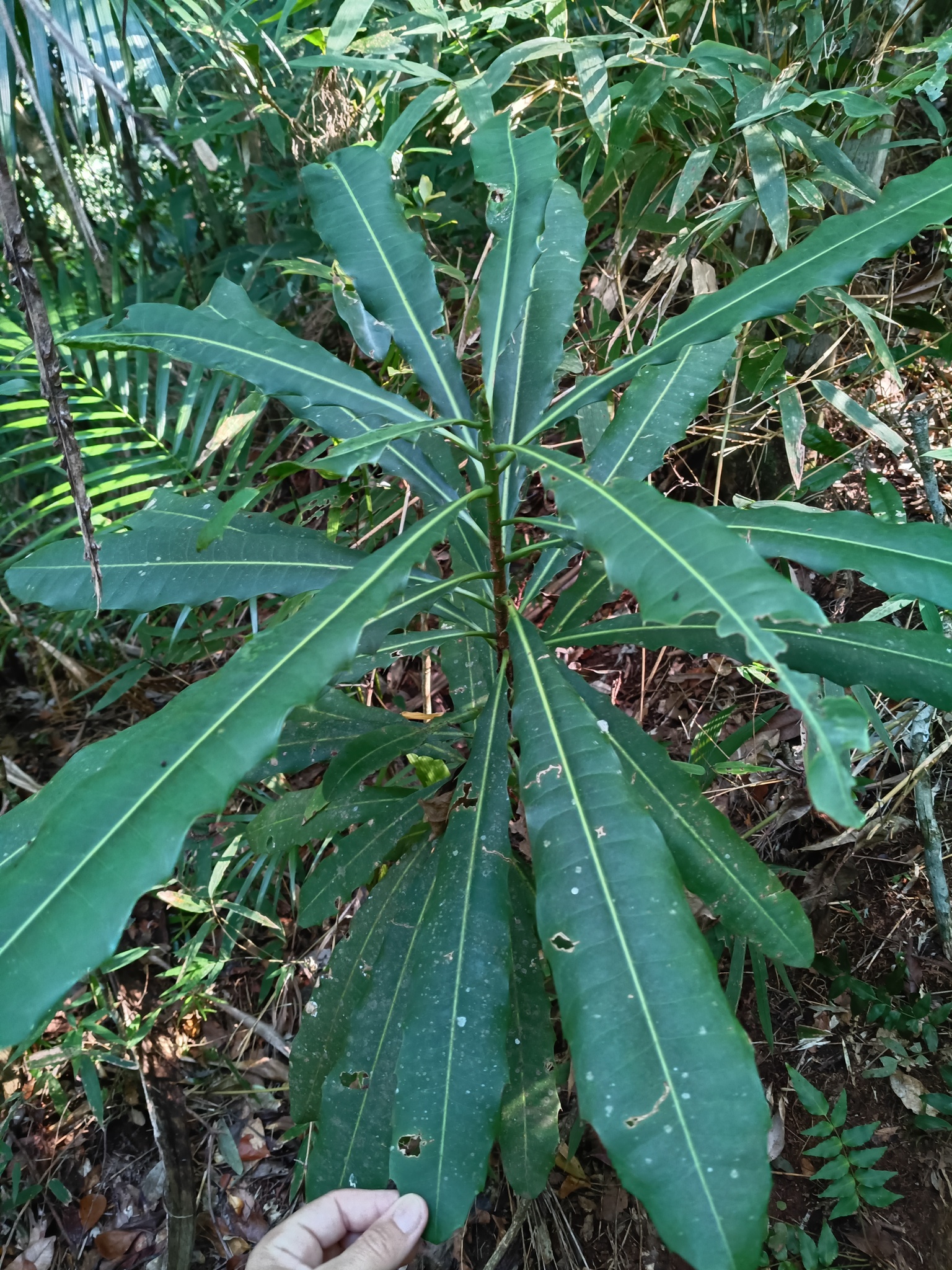 Pachystroma longifolium