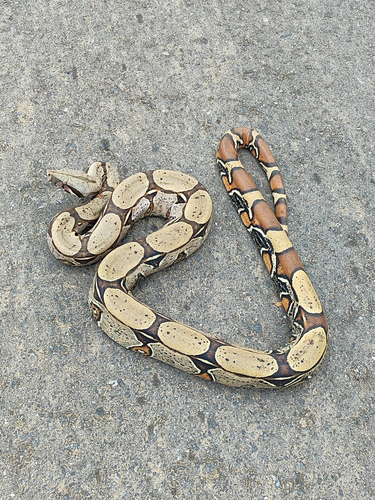 Boa Constrictor