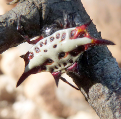 Gasteracantha sanguinolenta