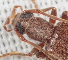 Sparedrus aspersus