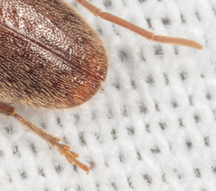Sparedrus aspersus
