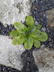 Asteraceae