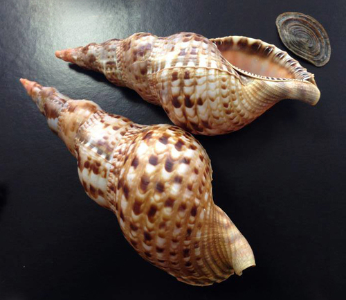Charonia seguenzae