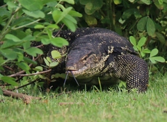 Varanus salvator bivittatus