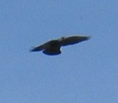 Corvus monedula spermologus