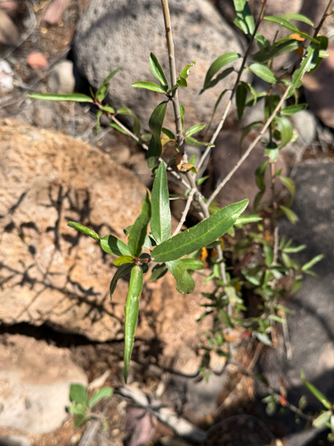 arrow poison plant