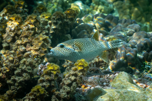 Arothron meleagris