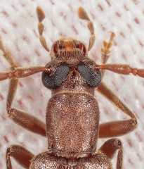 Sparedrus aspersus