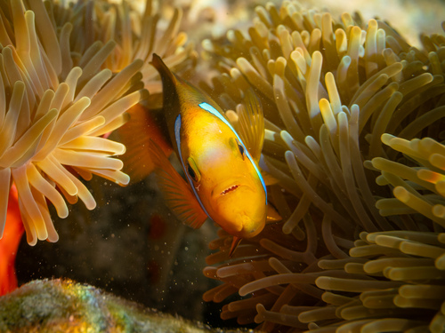Amphiprion maohiensis