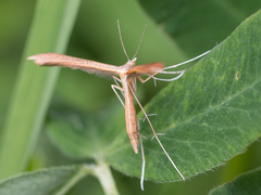 Stenoptilia pterodactyla