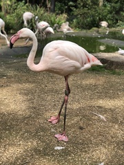 Phoenicopteridae