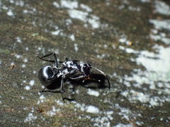 Polyrhachis schlueteri