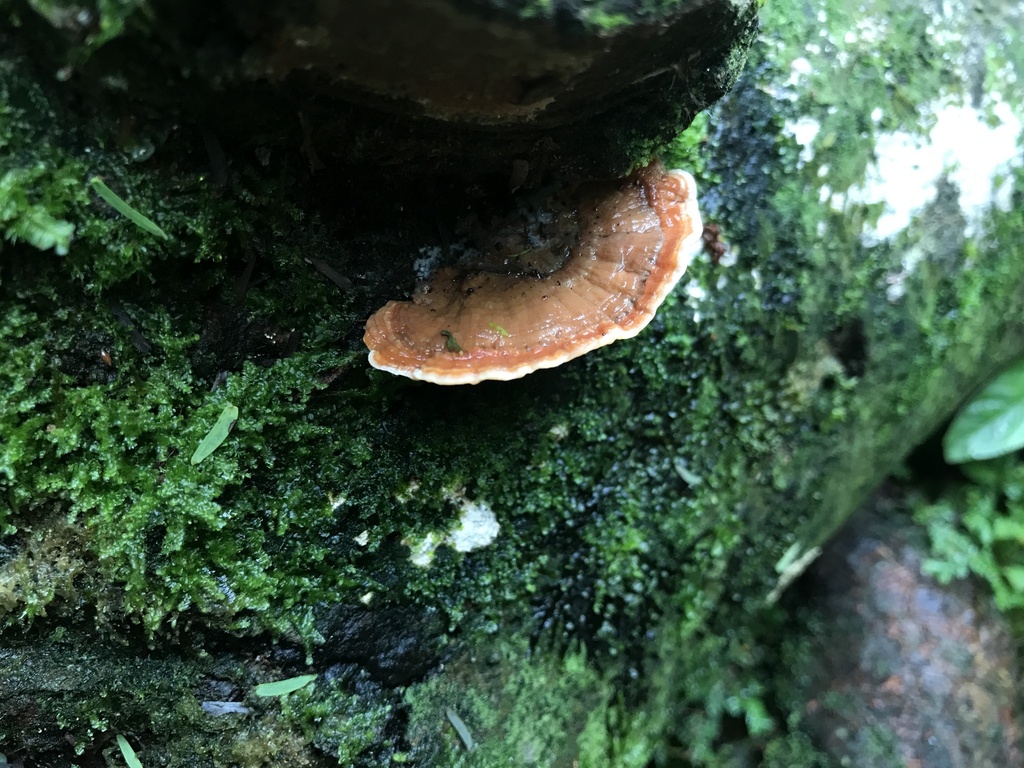 Rigidoporus microporus · March 2026 · photo: © paganka (iNaturalist, cc-by-nc)
