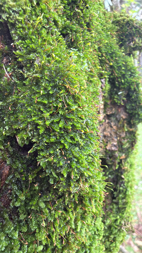 Sematophyllum observed 2026-03-15