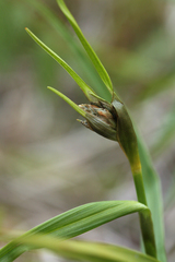 Eriophorum latifolium