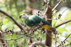 Ptilinopus melanospilus