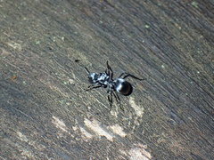 Polyrhachis schlueteri