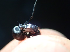 Polyrhachis schlueteri