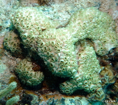 Zoantharia