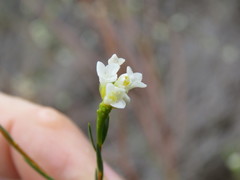 Lachnaea capitata
