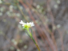 Lachnaea capitata