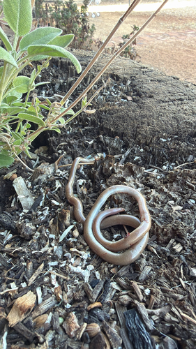 Beaked Blind Snake