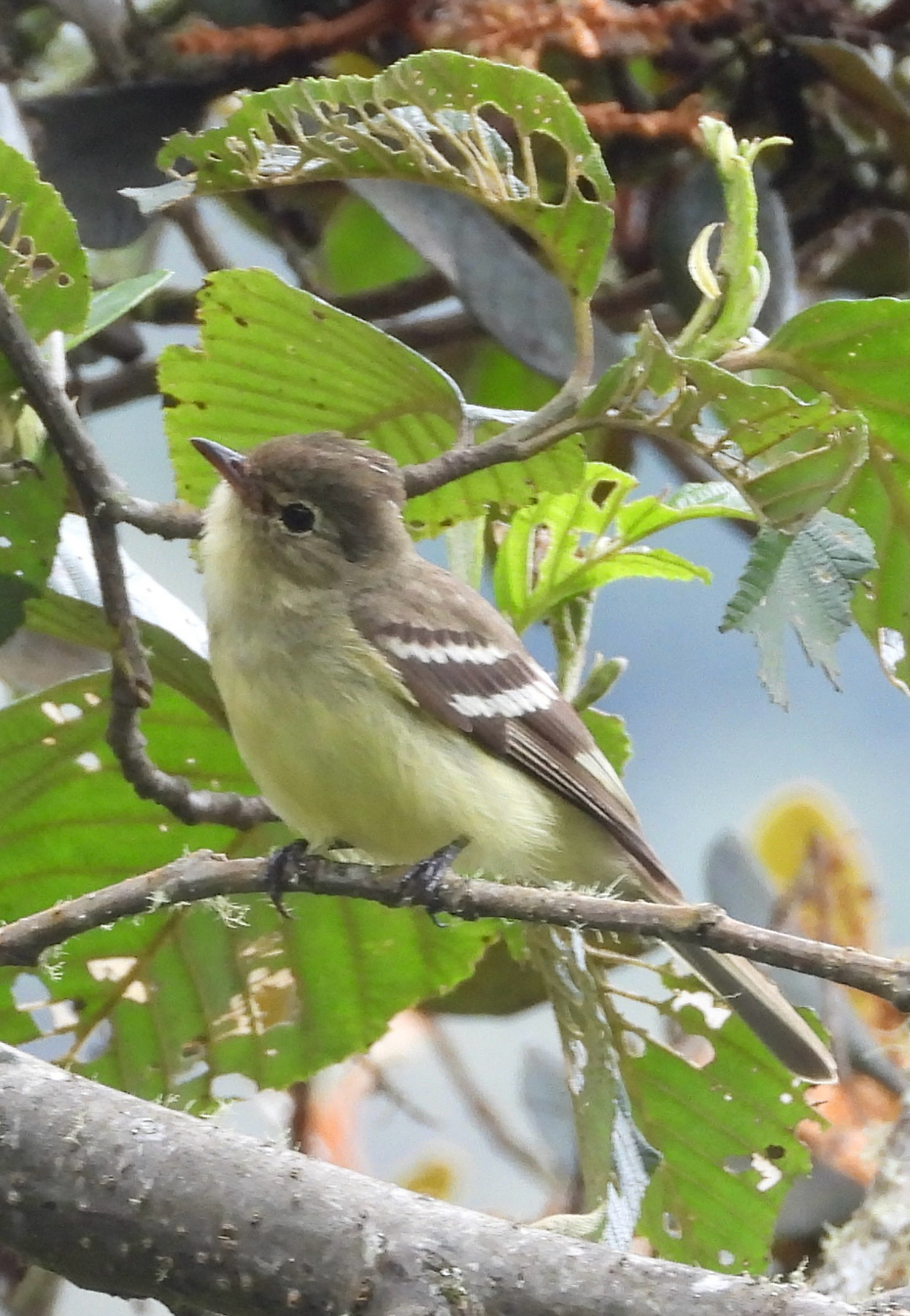 Sierran Elaenia (Elaenia pallatangae), photo 2