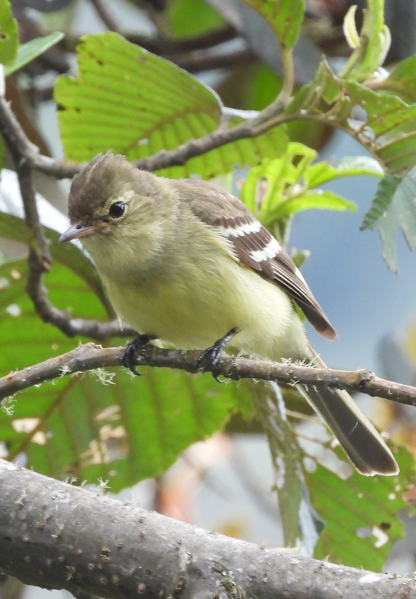 Sierran Elaenia (Elaenia pallatangae), photo 1