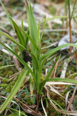 Eriophorum latifolium