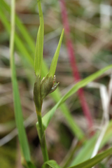 Eriophorum latifolium