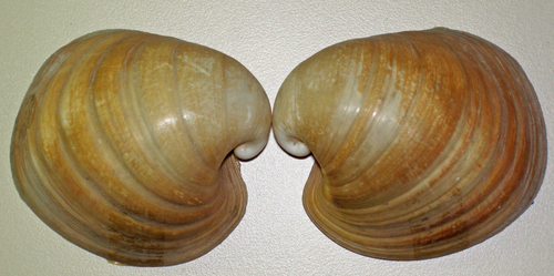 Heart Cockle