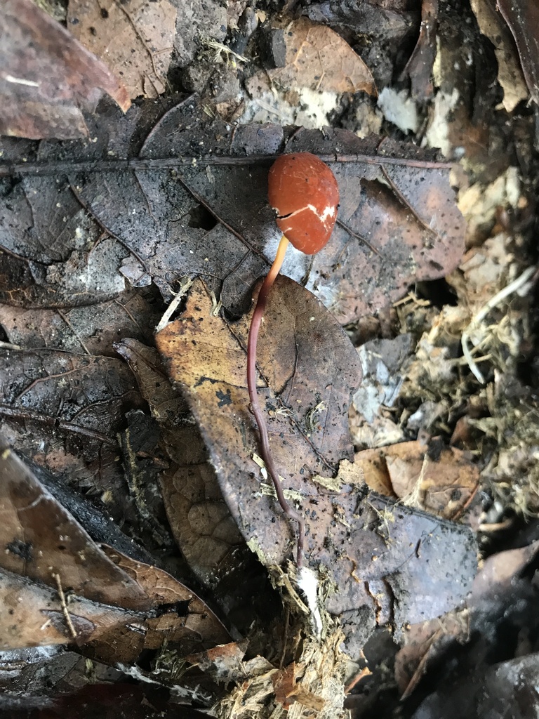 Marasmius sullivantii