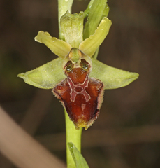 Ophrys sphegodes massiliensis