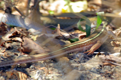 Gerrhosaurus flavigularis