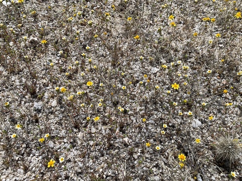 Lemmon's Linanthus (Leptosiphon lemmonii)