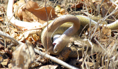 Psammophis mossambicus
