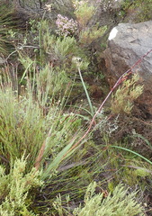 Cyrtanthus angustifolius