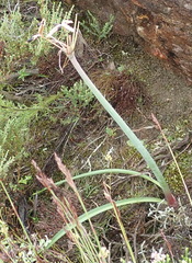 Cyrtanthus angustifolius
