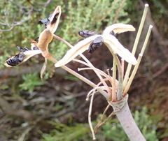 Cyrtanthus angustifolius