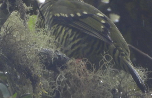 Barred Fruiteater (Pipreola arcuata), photo 2