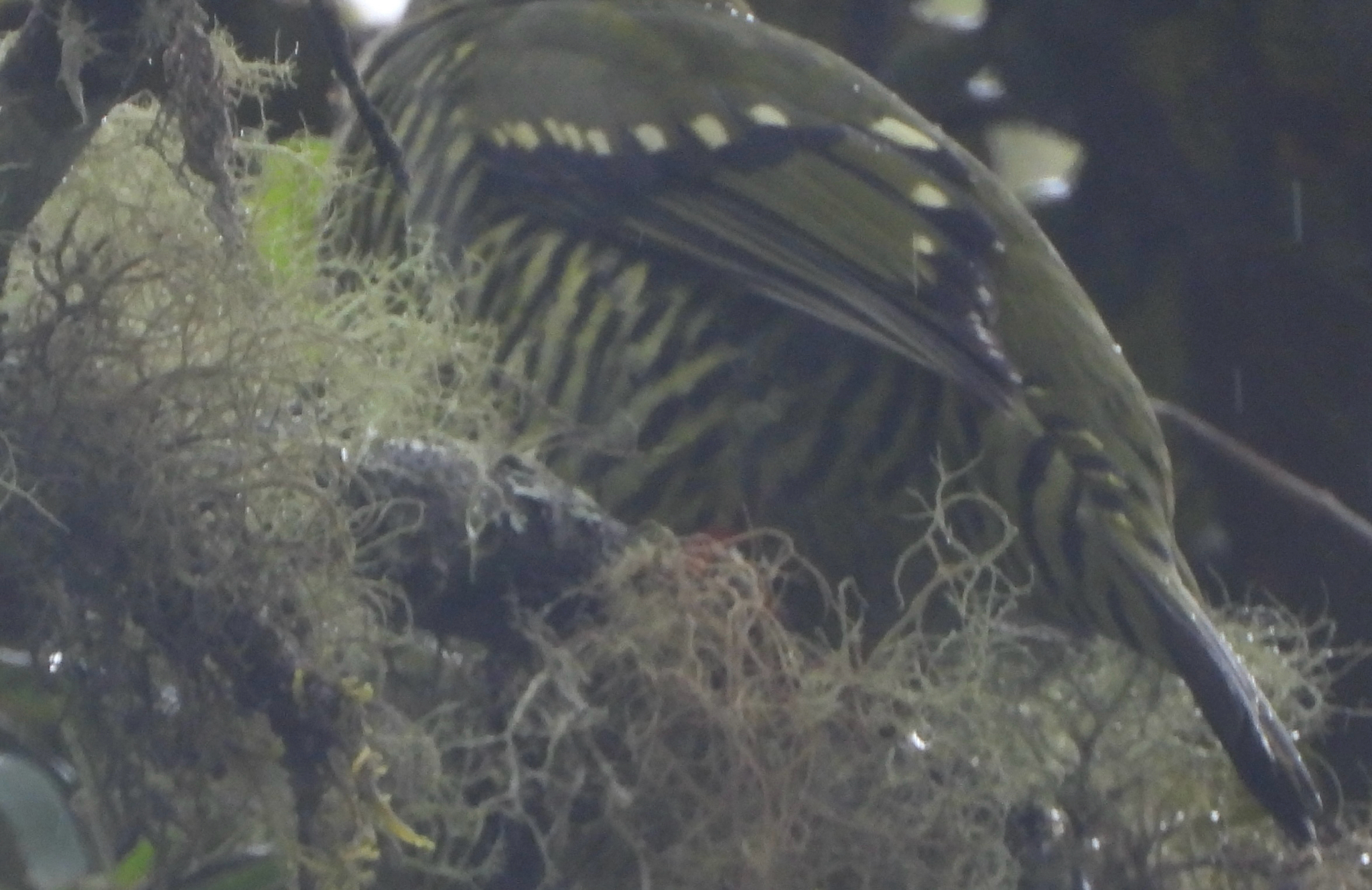 Barred Fruiteater (Pipreola arcuata), photo 2