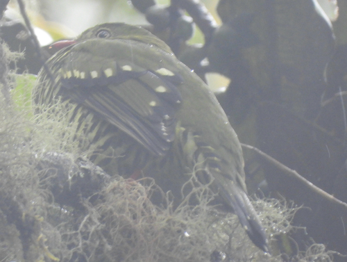 Barred Fruiteater (Pipreola arcuata), photo 3