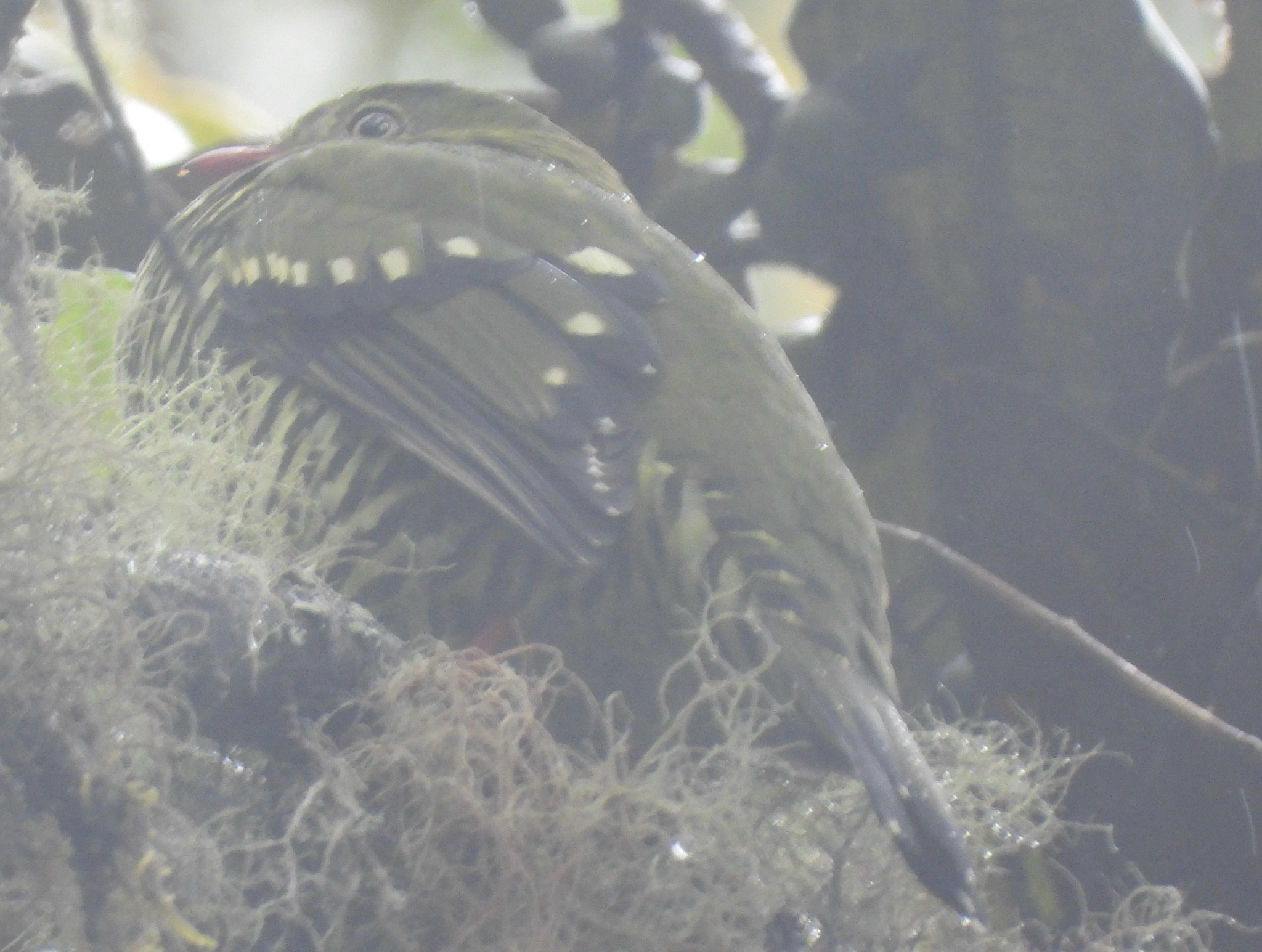 Barred Fruiteater (Pipreola arcuata), photo 3
