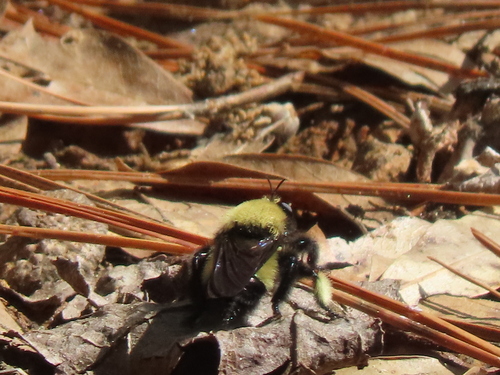 Unknown species found near Cherokee County, TX, USA