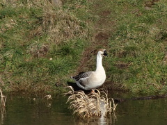 Anser cygnoides domesticus