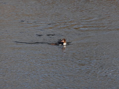 Mergus merganser