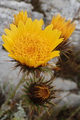Berkheya francisci