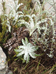 Berkheya francisci