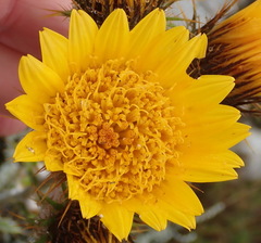 Berkheya francisci